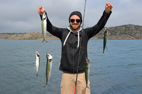 Glücklicher Angler hält mehrere Makrelen aus Norwegen in die Kamera.
