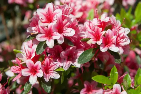 Jak długo kwitnie rododendron? Czas trwania kwitnienia i porady