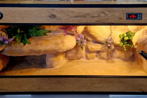Ile kosztuje terrarium dla żółwia? Ceny, które zaskoczą każdego