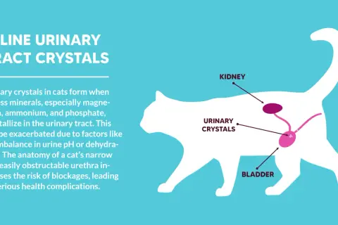 Diagram showing feline urinary tract crystals forming in a cat's bladder and kidneys due to excess minerals in urine.
