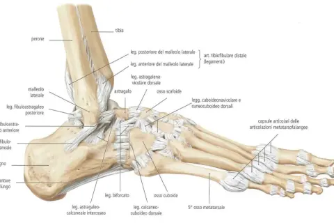 Dettaglio anatomico delle **ossa del piede** e delle articolazioni della caviglia, con legamenti e ossa tarsali, metatarsali e falangi.