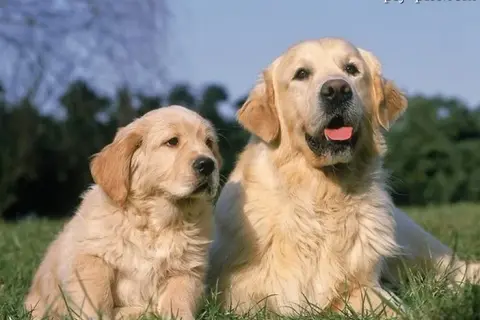 Jak rośnie Golden Retriever? Przewodnik po wadze i etapach