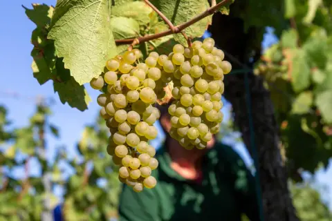Reife, helle Trauben hängen am Rebstock. Ein Winzer im Hintergrund bereitet sich auf die Weinlese vor. Wann ist Weinlese? Wenn die Trauben so aussehen!