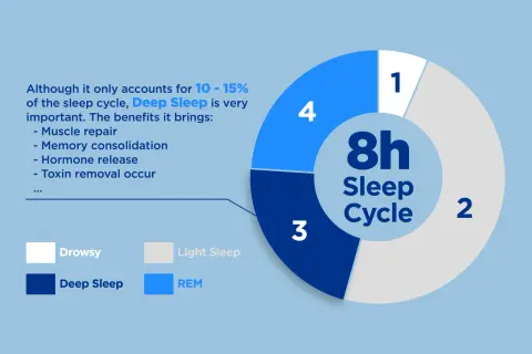 Deep Sleep is vital for muscle repair & memory. The image shows an 8h sleep cycle, with deep sleep being 10-15%.