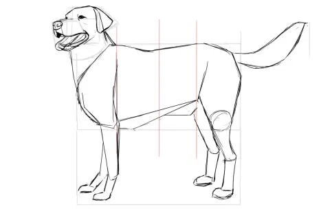 Boceto de perros en proceso, con líneas guía y estructura básica.