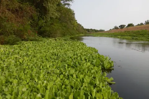 Un tapis luxuriant de pistia stratiotes borde un cours d'eau paisible, bordé d'arbres verdoyants.
