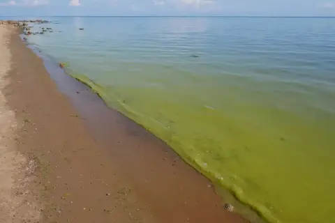 Zielony zakwit sinic na powierzchni wody przy piaszczystej plaży Bałtyku.