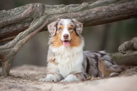 Ein wunderschöner australian shepherd in beige und braun liegt entspannt unter einem Baumstamm.