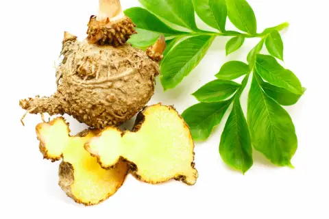 Bulwa konjac, znana też jako "co to jest", z przekrojem ukazującym żółty miąższ i zielone liście.