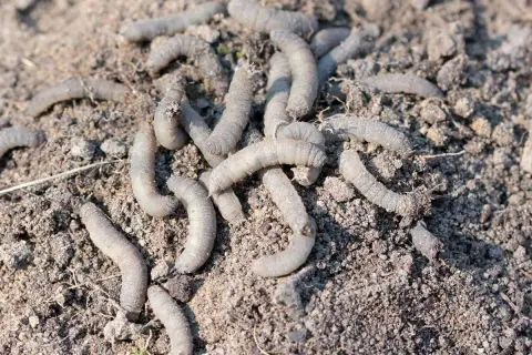 Un groupe de gros vers blancs se tortillent dans la terre meuble, prêts à dévorer les racines.