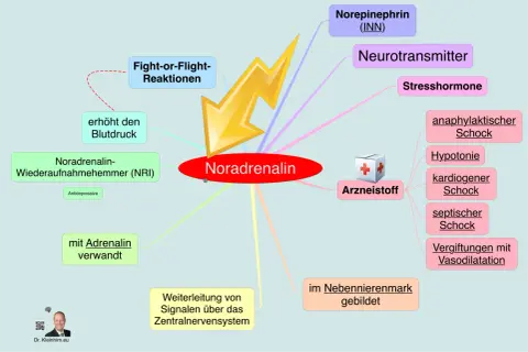 Noradrenalin: Neurotransmitter, Stresshormon, löst Fight-or-Flight aus, erhöht Blutdruck. Seine Wirkung auf die Psyche ist komplex.