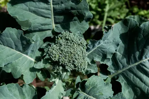 En frodig broccolihuvud med daggdroppar, omgiven av stora gröna blad. Perfekt för att blanchera broccoli.