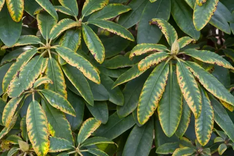 Feuilles de rhododendron atteintes d'une maladie, présentant des taches jaunes et brunes sur les bords.