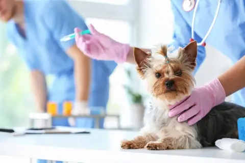 Mały piesek rasy Yorkshire Terrier przechodzi szczepienie psa dorosłego u weterynarza. Weterynarz w różowych rękawiczkach podaje zastrzyk.