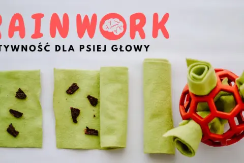 Zabawka sensoryczna dla psa – jak wspierać rozwój i zabawę?