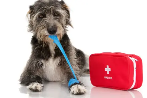 A scruffy dog with a blue bandage in its mouth and on its paw lies next to a red first aid kit. This image might remind you of bloat symptoms in dogs.