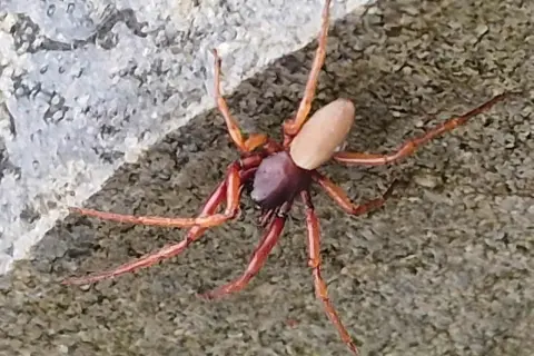 Czy pająki jedzą komary? Odkryj ich rolę w walce z insektami