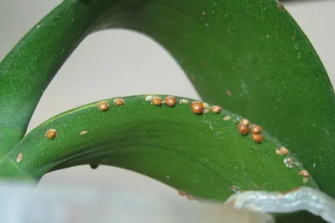 Piccole cocciniglie marroni infestano le foglie verdi di una pianta, formando una linea lungo il bordo.