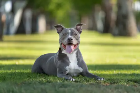 Ein glücklicher Stafford Terrier liegt im Gras, die Zunge hängt heraus.