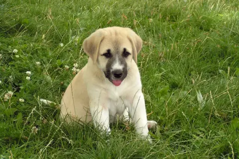 Ein süßer Welpe, ein zukünftiger **anatolischer Hirtenhund**, sitzt im grünen Gras und schaut neugierig in die Kamera.
