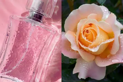 Perfumy w różowym odcieniu i delikatna brzoskwiniowa róża, the one, z kroplami rosy.