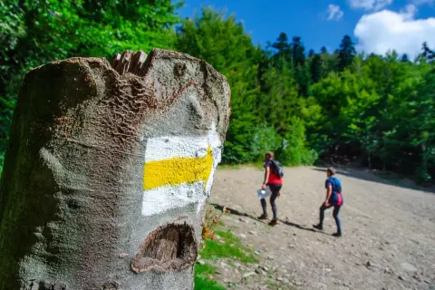Żółty szlak na Kotarz. Dwie osoby idą leśną ścieżką, a znak na drzewie wskazuje kierunek.