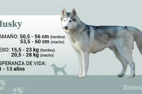 Un husky adulto pesa entre 15,5 y 28 kg, según sea hembra o macho. La imagen muestra un husky de pie con información sobre su peso.