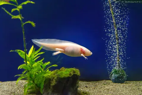 Różowy aksolotl pływa w akwarium. Zastanawiasz się nad aksolotl cena?