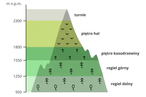 Wysokość nad poziomem morza i piętra roślinności w górach. Czy Tatry to Karpaty? Tak, Tatry to najwyższe pasmo Karpat.