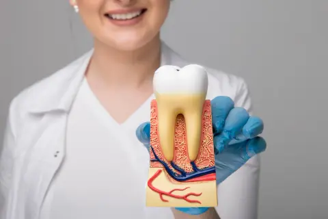 Model zęba z widocznymi korzeniami i naczyniami krwionośnymi. Dentysta wyjaśnia, ile trwa obumieranie zęba.