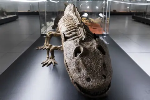 Szkielet pradawnego gada w muzeum dinozaurów Kraków. W gablotach widać inne eksponaty.