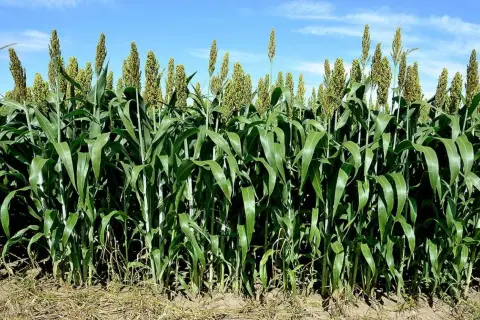 Gęste, zielone łodygi sorgo na poplon, z widocznymi wiechami, na tle błękitnego nieba z chmurami.