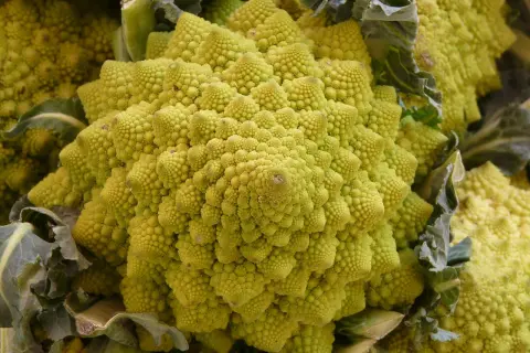 Ein Romanesco-Gemüse mit seiner faszinierenden, fraktalen Struktur. Perfekt für den Anbau im eigenen Garten.