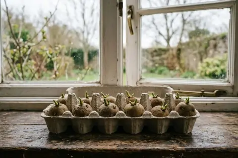 Keimende Kartoffeln in einem Eierkarton warten darauf, gepflanzt zu werden. Der Frühling naht und die Vorfreude auf die Ernte steigt.