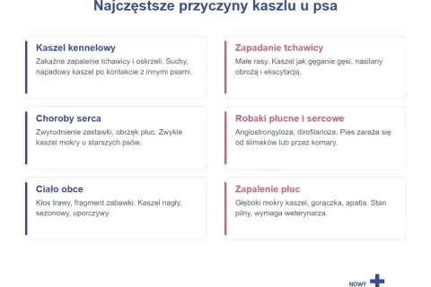 Najczęstsze przyczyny kaszlu u psa: kaszel kennelowy, zapadanie tchawicy, choroby serca, robaki płucne i sercowe, ciało obce, zapalenie płuc. Zastanawiasz się, co podać psu na kaszel? Sprawdź przyczyny!
