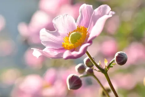 Eine zarte, rosafarbene Herbst-Anemone mit gelbem Blütenzentrum und Knospen im Gegenlicht.
