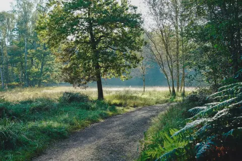 Ein sonniger Weg führt durch die Ohligser Heide, vorbei an hohen Bäumen und üppigem Grün.