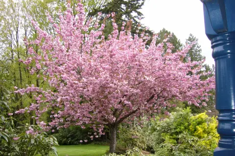 Un albero di ciliegio in fiore, con i suoi rami carichi di fiori rosa, domina un giardino verdeggiante. Intorno, altri piccoli alberi e arbusti creano un paesaggio primaverile.
