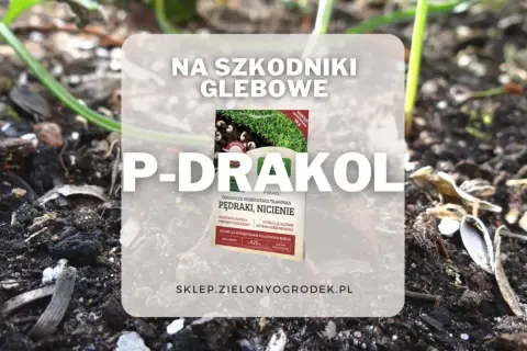 P-Drakol to mikrobiologiczny preparat doglebowy, który ogranicza szkodniki glebowe, takie jak pędraki i nicienie, stymulując rozwój systemu korzeniowego.