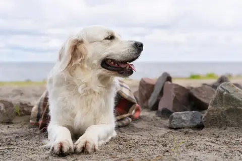 Golden Retriever agresywny? Poznaj prawdę i sekrety wychowania
