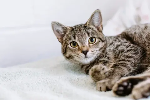 A tabby kitten with bright eyes looks up, ready for its fip vaccine.
