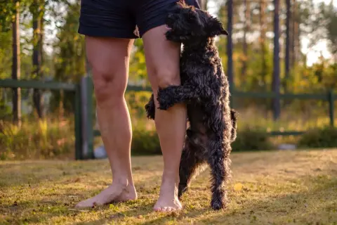 A black dog playfully humps a person's leg. This behavior, why do dogs hump, can be due to excitement, play, or attention-seeking.