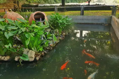 Un bassin avec bâche abrite des poissons rouges et des plantes aquatiques luxuriantes, avec deux grandes jarres en terre cuite en arrière-plan.