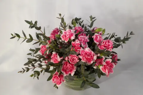 Piękny bukiet różowych goździków i gałązek eukaliptusa, starannie ułożony w gąbce florystycznej.