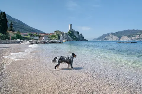 Deutschland mit Hund: Top Attraktionen & unvergessliche Erlebnisse