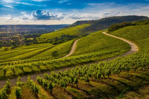 Grüne Weinberge schlängeln sich über Hügel, die an die berühmte Barolo Rebsorte erinnern. Ein Weg führt durch das satte Grün.
