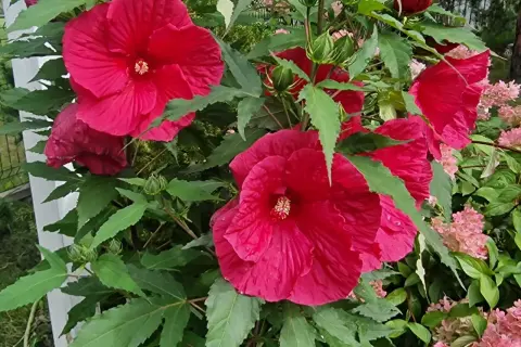 Piękny, rozłożysty hibiskus krzew z wieloma dużymi, karminowymi kwiatami i zielonymi liśćmi.