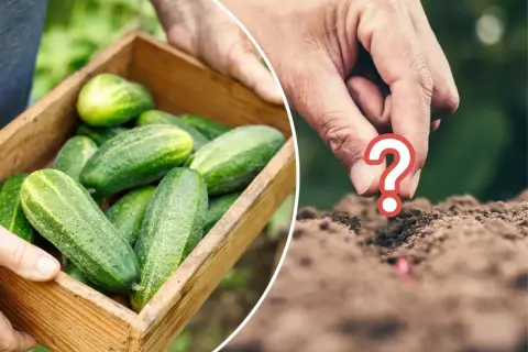Co można sadzić po ogórkach? Odkryj najlepsze rośliny do uprawy