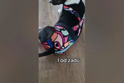 Jak zrobić majtki dla psa z maseczki - łatwy sposób na oszczędność