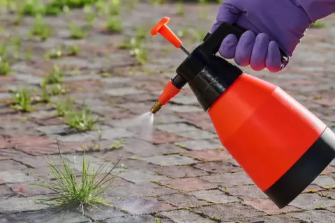 Ręka w fioletowej rękawicy trzyma opryskiwacz, który rozpyla płyn na chwasty rosnące między cegłami.